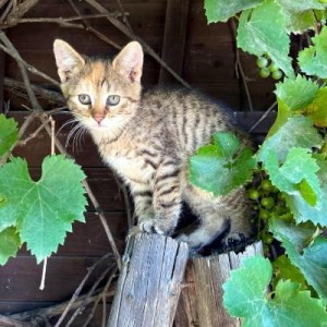 Lilly